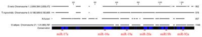 Regulation of microRNA expression in the neuronal stem cell niches during aging of the short-lived annual fish Nothobranchius furzeri